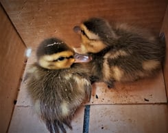 Ducks in a box